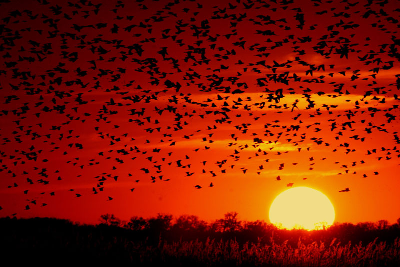 קובץ:Blackbird-sunset-03.jpg